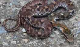 大花蛇最近爆料了吗视频,幕后真相大公开